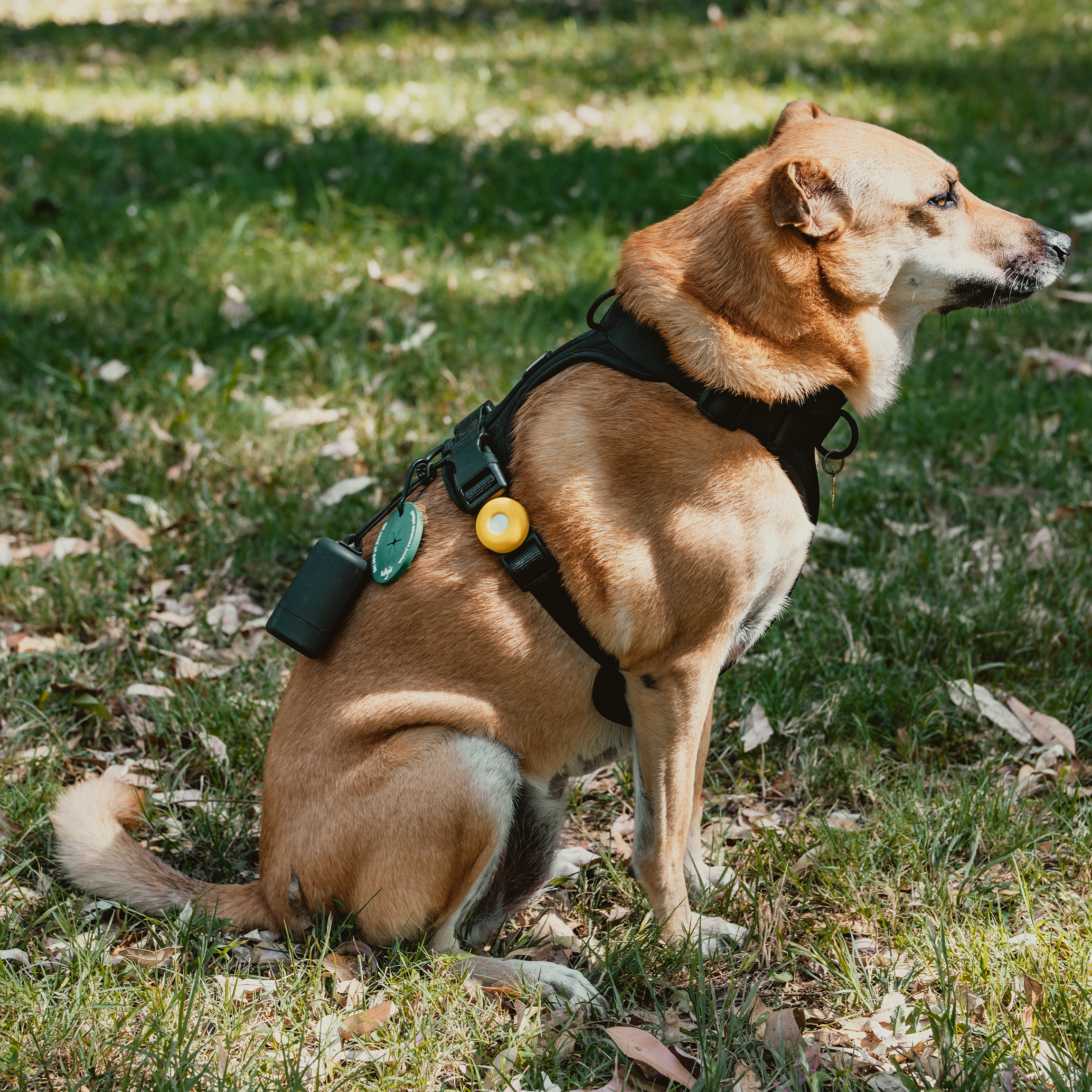 Funda de AirTag para collar de perro