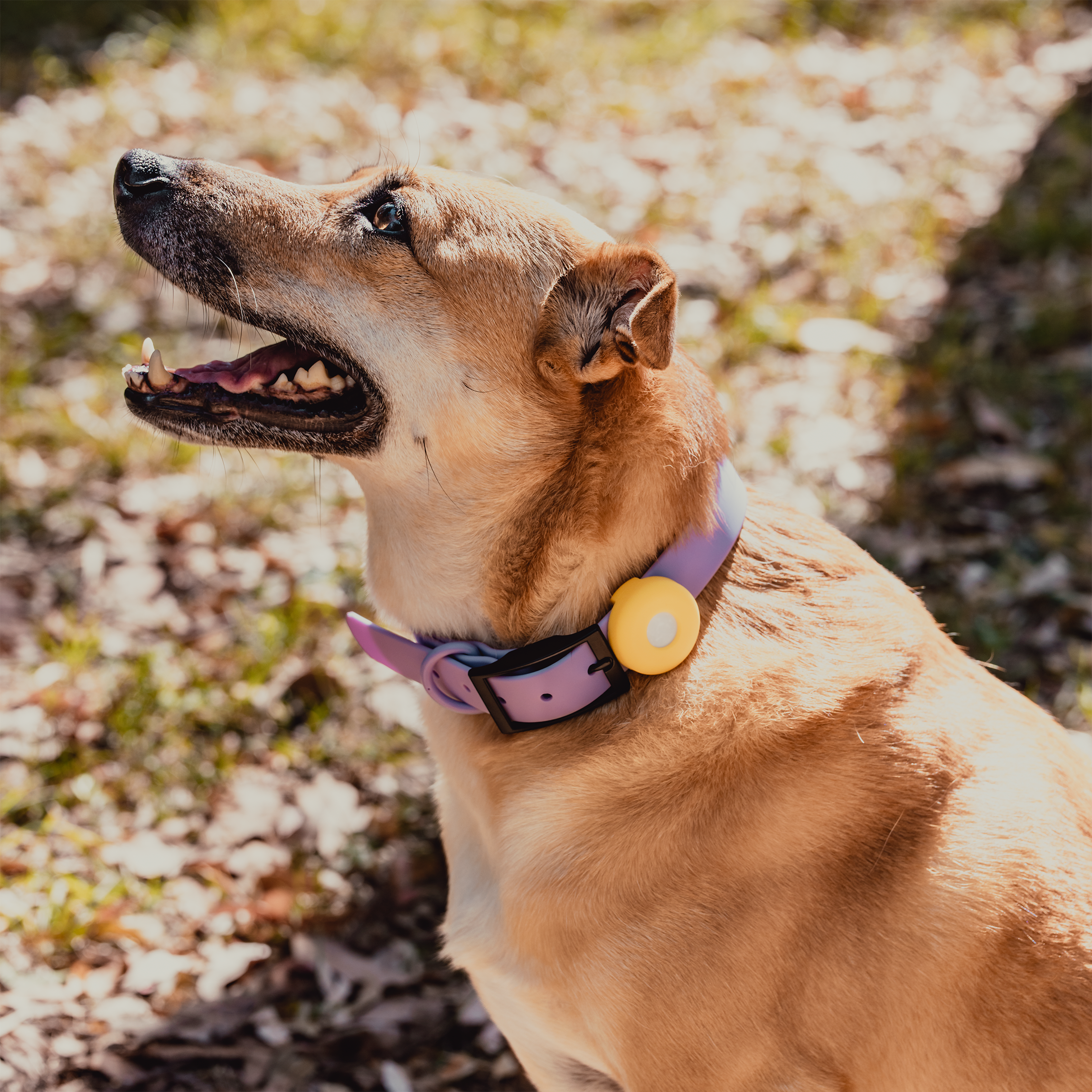 Funda de AirTag para collar de perro