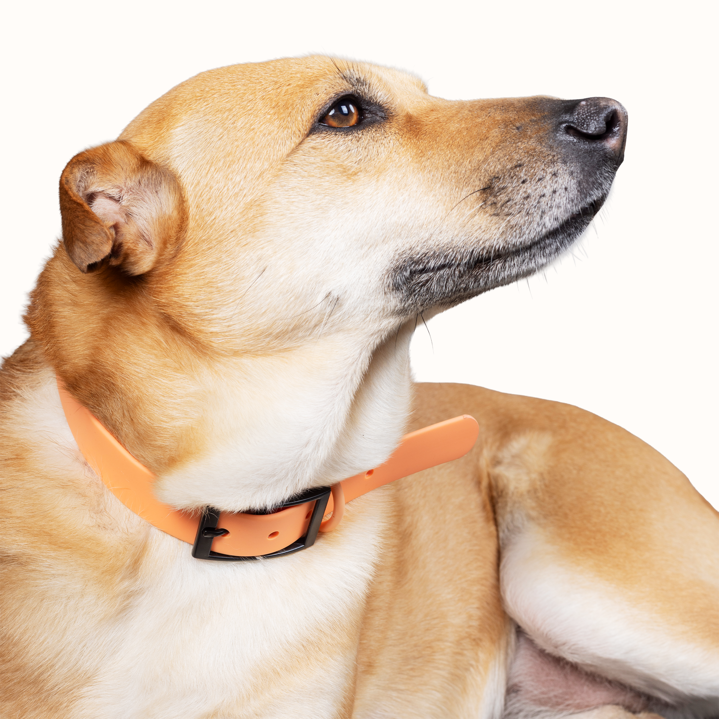 Collar