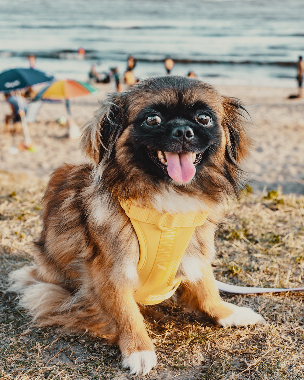 Actividades Divertidas para Disfrutar con tu Perro este Verano
