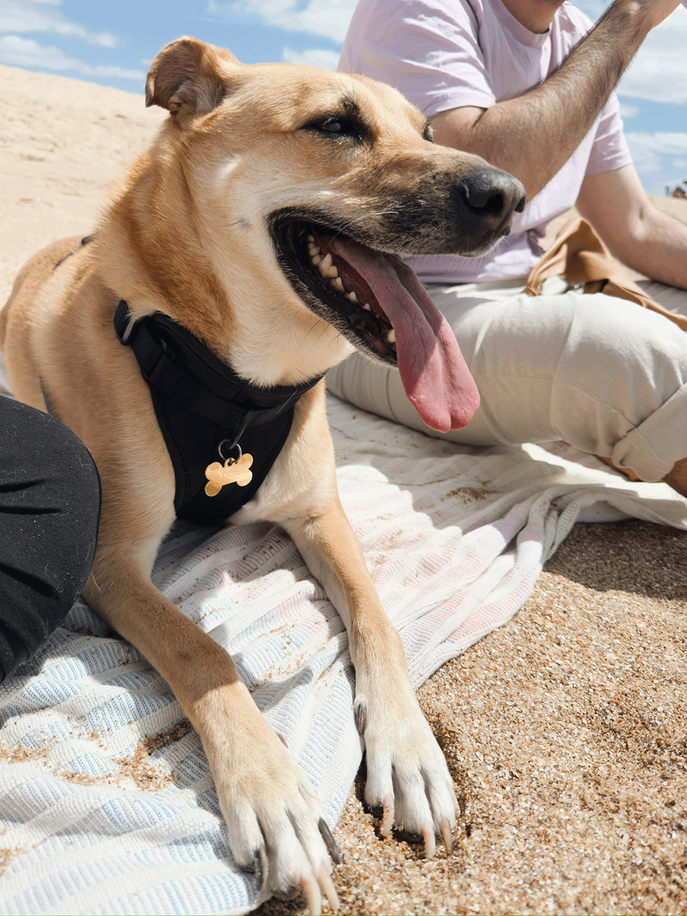 6 tips clave para mantener a tu perro fresquito en el verano.