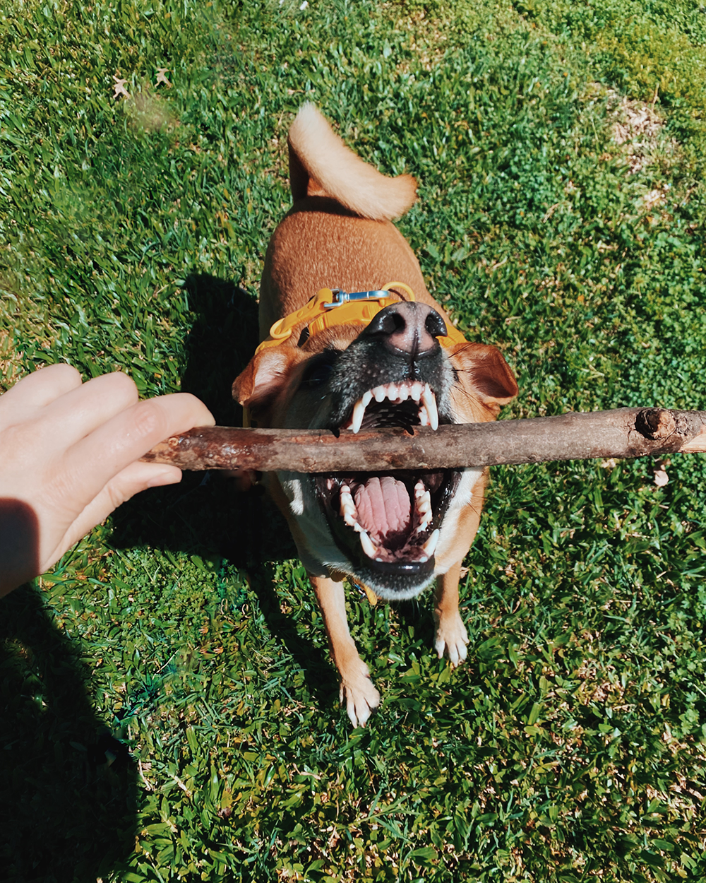 11 maneras divertidas de cansar a tu cachorro juguetón