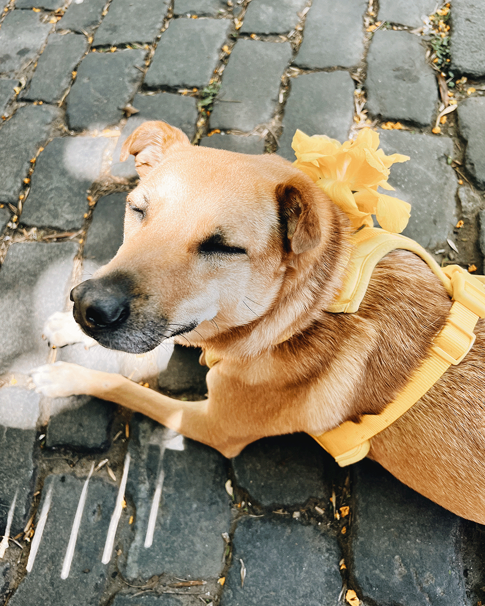 Protege a tu Perro: Guía de Plantas Venenosas