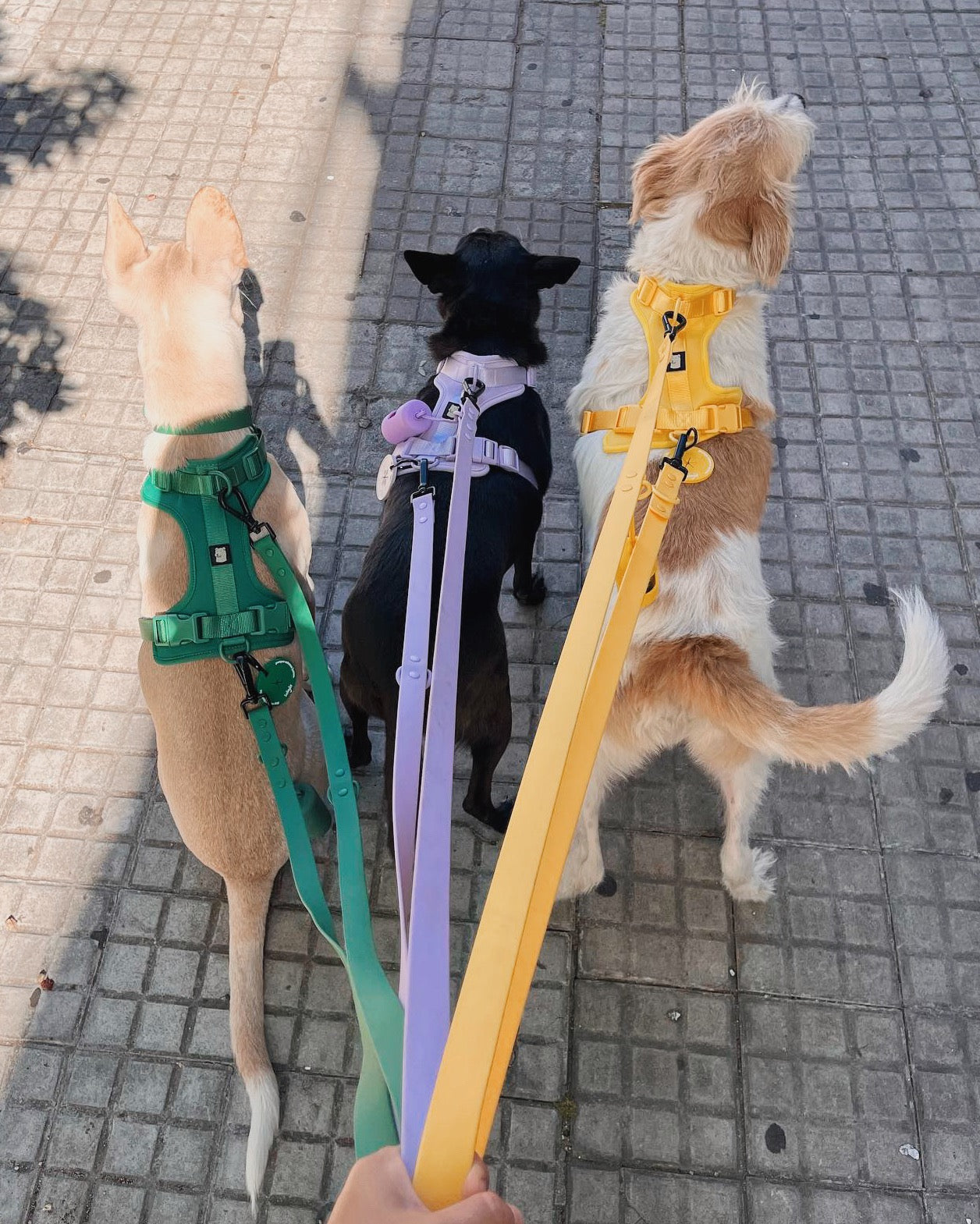 Paseo