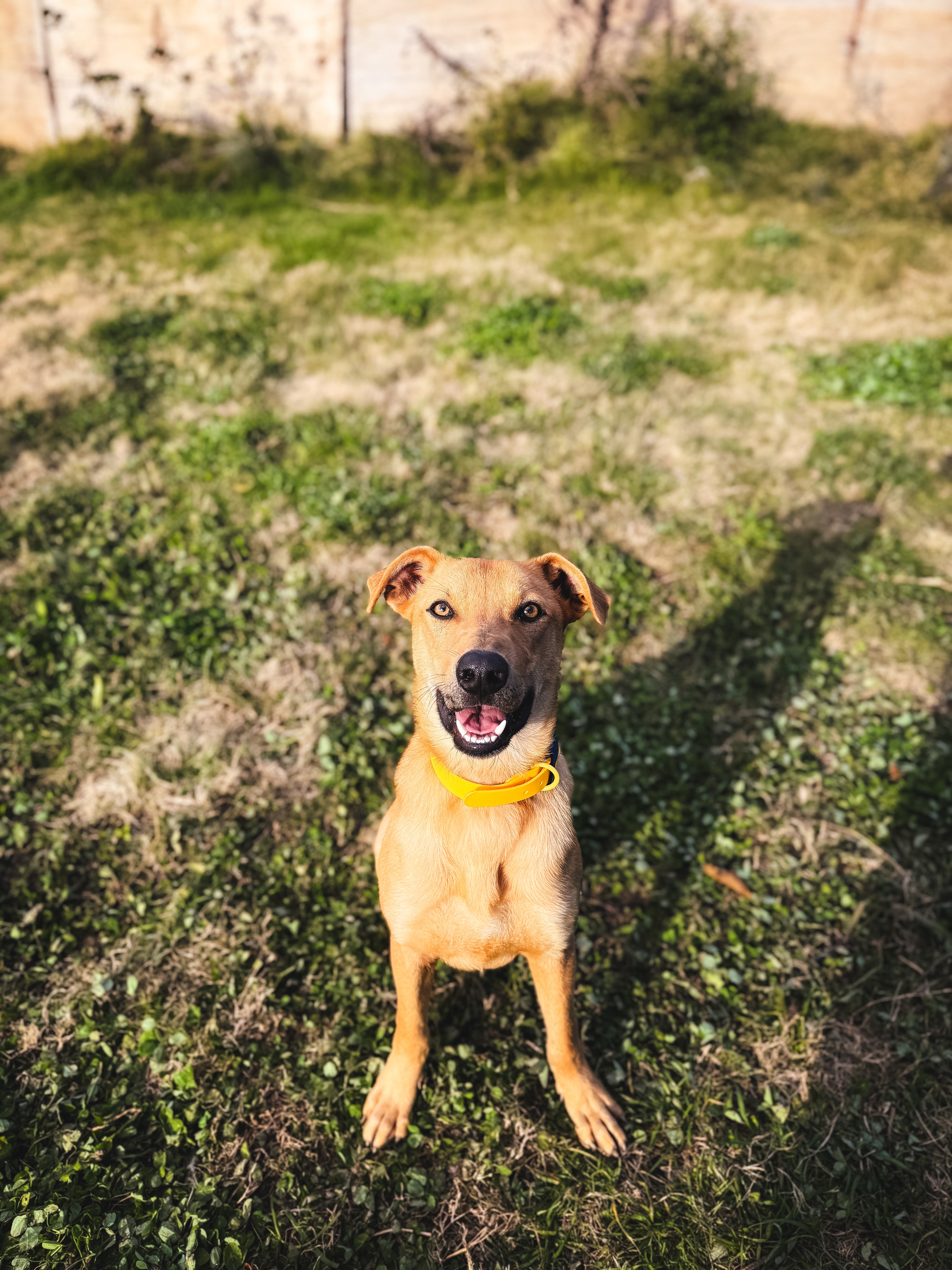 Adoptá con Susie