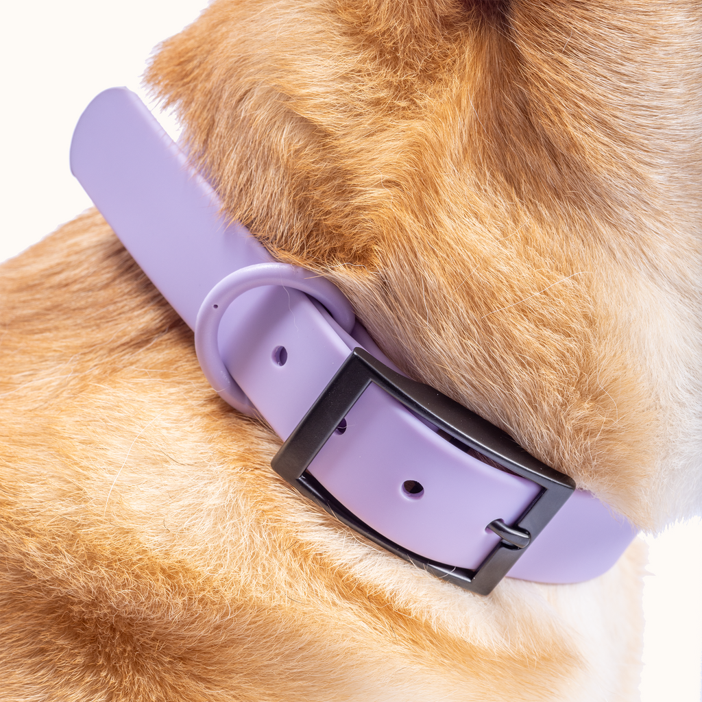 Collar