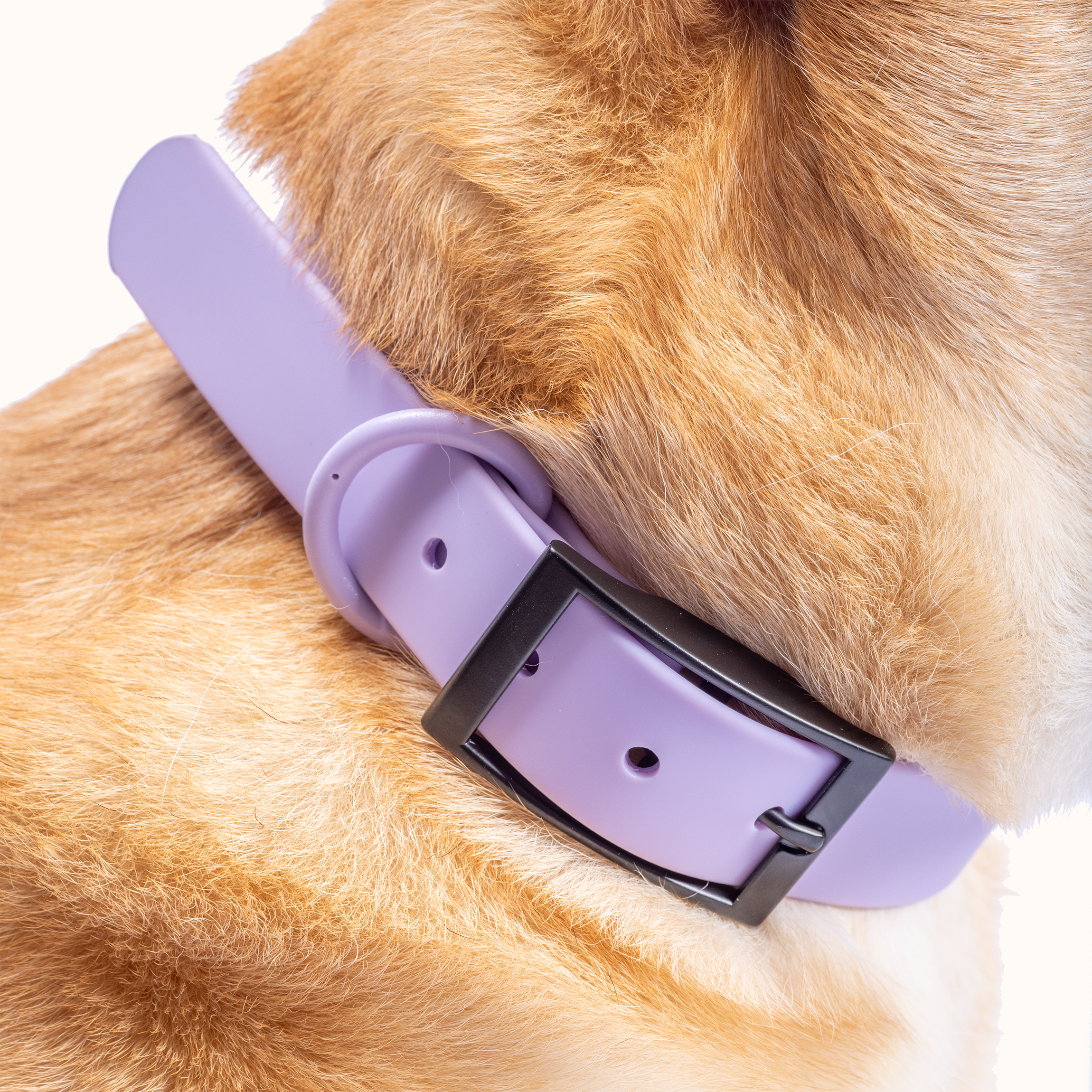 Collar